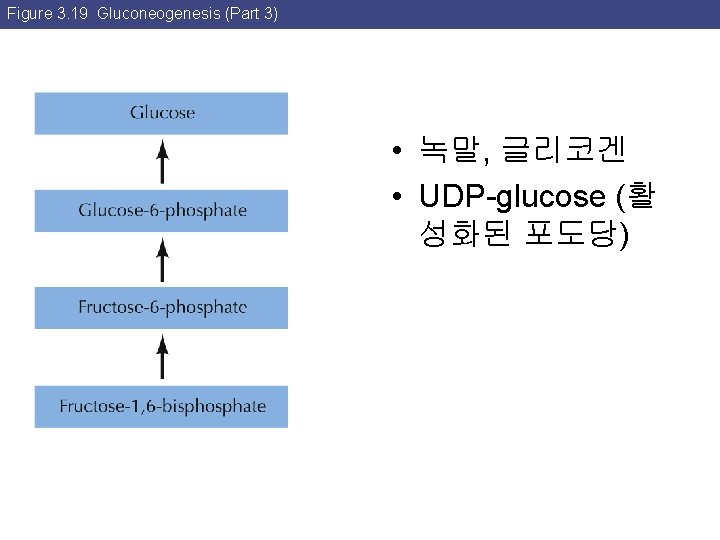 Figure 3. 19 Gluconeogenesis (Part 3) • 녹말, 글리코겐 • UDP-glucose (활 성화된 포도당)