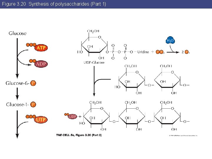 Figure 3. 20 Synthesis of polysaccharides (Part 1) 