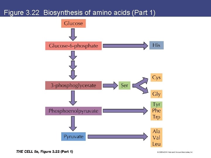 Figure 3. 22 Biosynthesis of amino acids (Part 1) 