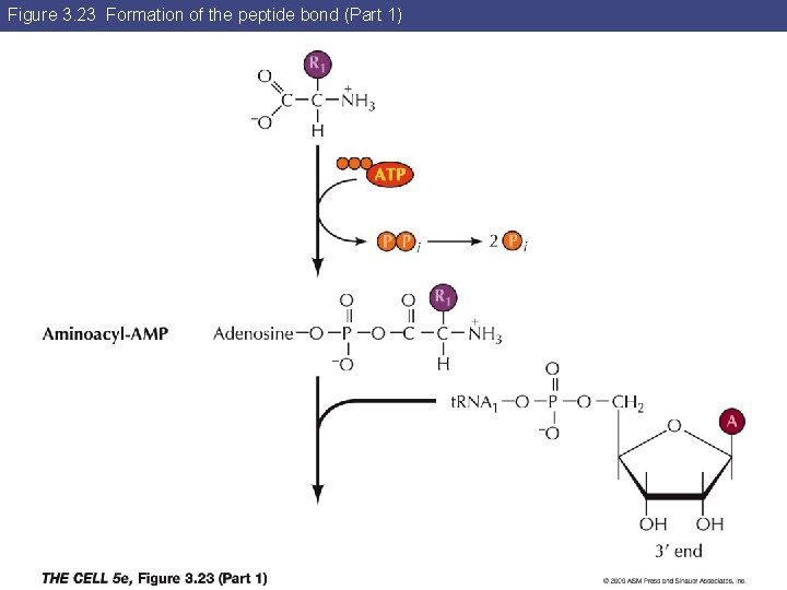 Figure 3. 23 Formation of the peptide bond (Part 1) 