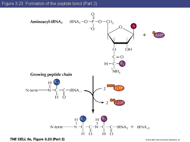 Figure 3. 23 Formation of the peptide bond (Part 2) 