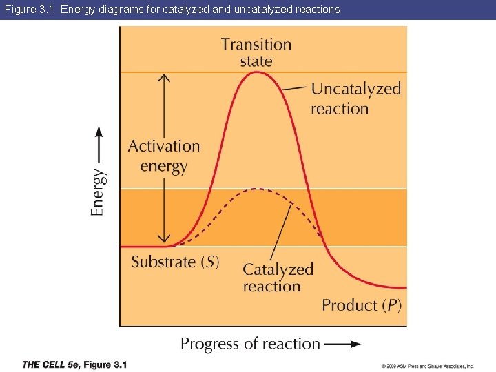 Figure 3. 1 Energy diagrams for catalyzed and uncatalyzed reactions 