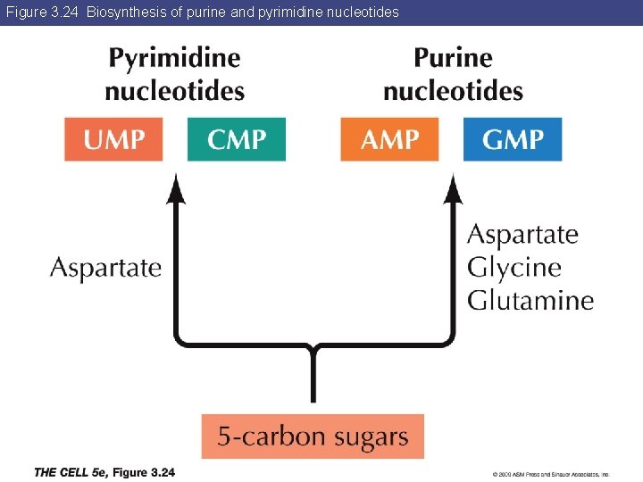 Figure 3. 24 Biosynthesis of purine and pyrimidine nucleotides 