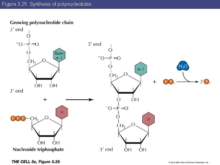 Figure 3. 25 Synthesis of polynucleotides 