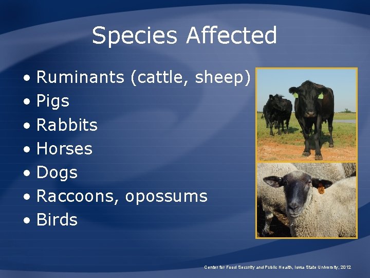 Species Affected • Ruminants (cattle, sheep) • Pigs • Rabbits • Horses • Dogs