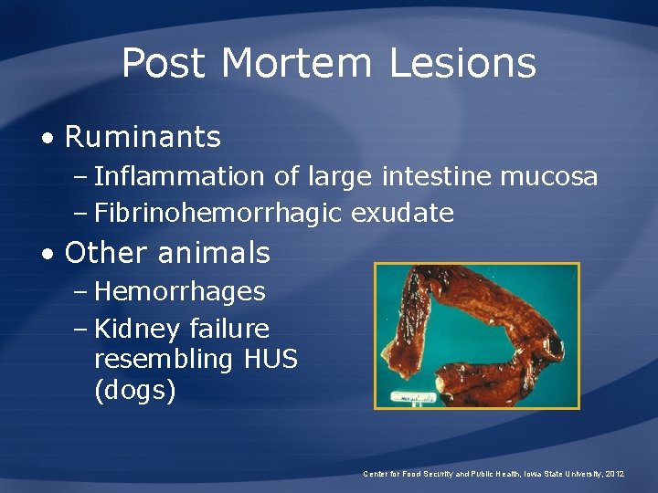 Post Mortem Lesions • Ruminants – Inflammation of large intestine mucosa – Fibrinohemorrhagic exudate