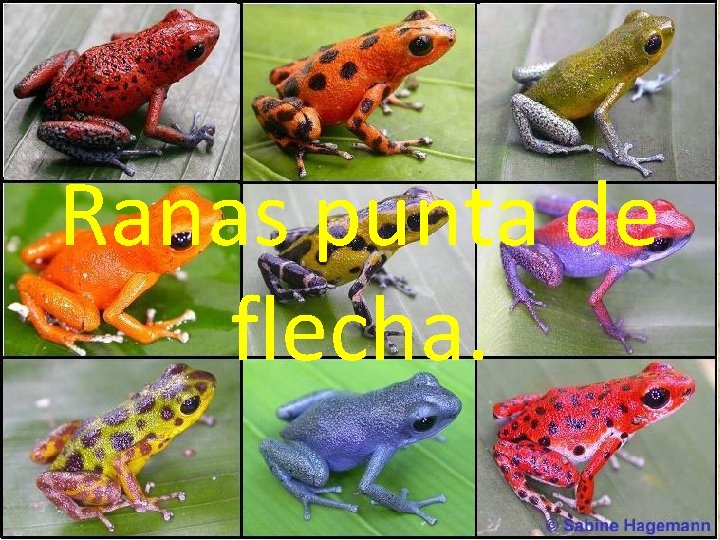 Ranas punta de flecha. Ranas punta de flecha.