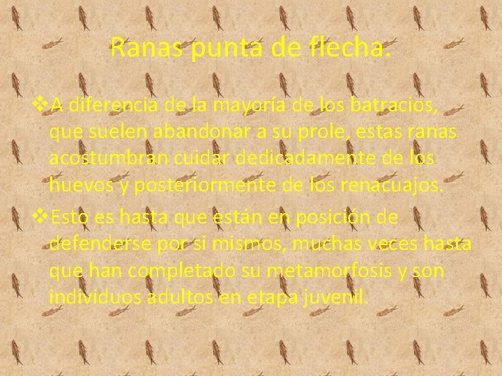 Ranas punta de flecha. v. A diferencia de la mayoría de los batracios, que Ranas punta de flecha. v. A diferencia de la mayoría de los batracios, que