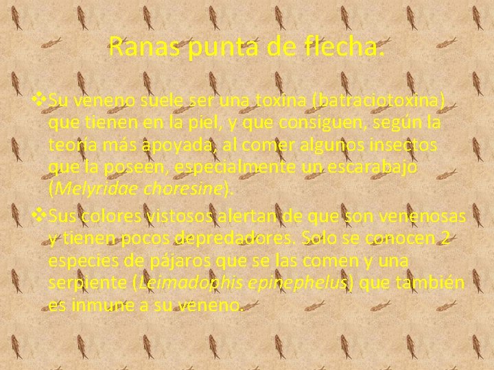 Ranas punta de flecha. v. Su veneno suele ser una toxina (batraciotoxina) que tienen Ranas punta de flecha. v. Su veneno suele ser una toxina (batraciotoxina) que tienen