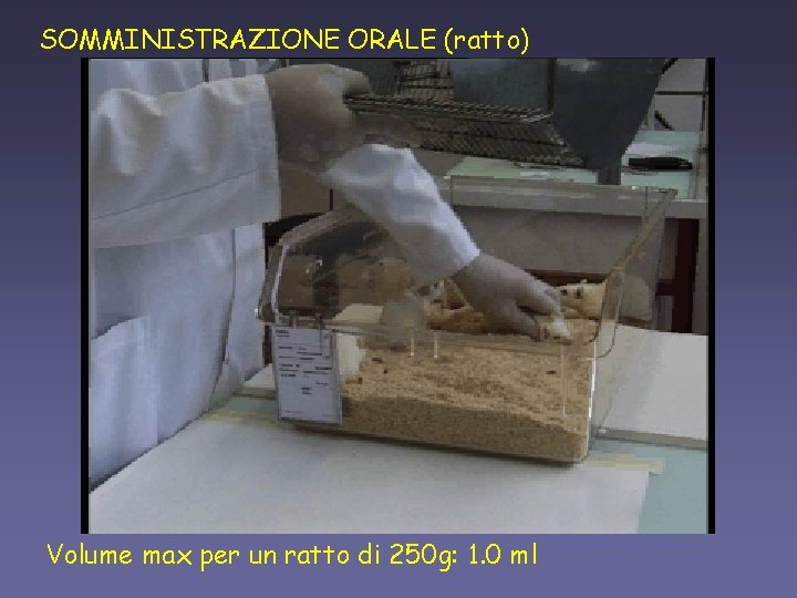 SOMMINISTRAZIONE ORALE (ratto) Volume max per un ratto di 250 g: 1. 0 ml