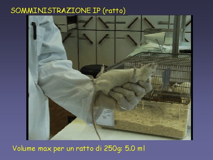 SOMMINISTRAZIONE IP (ratto) Volume max per un ratto di 250 g: 5. 0 ml