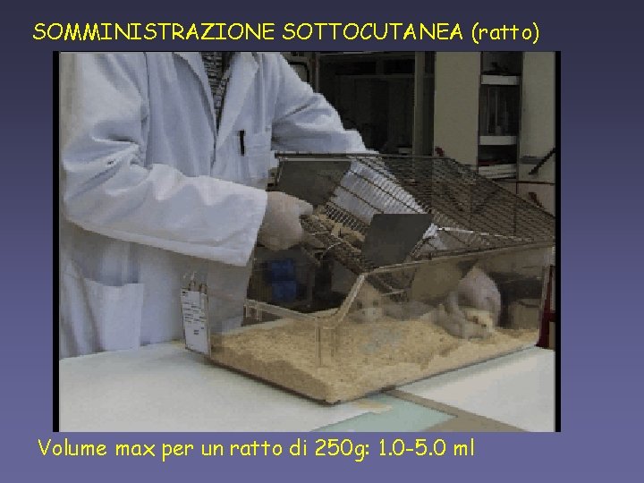 SOMMINISTRAZIONE SOTTOCUTANEA (ratto) Volume max per un ratto di 250 g: 1. 0 -5.