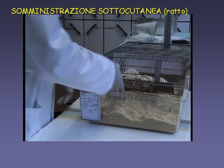 SOMMINISTRAZIONE SOTTOCUTANEA (ratto) 