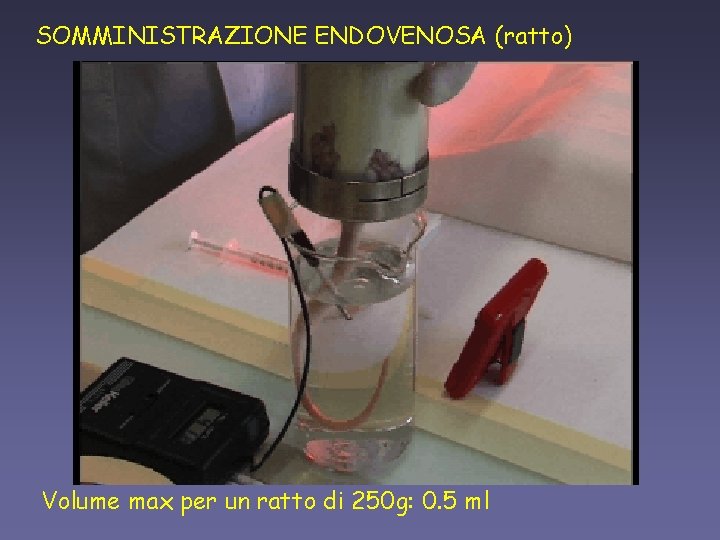 SOMMINISTRAZIONE ENDOVENOSA (ratto) Volume max per un ratto di 250 g: 0. 5 ml