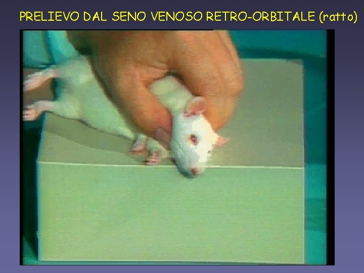 PRELIEVO DAL SENO VENOSO RETRO-ORBITALE (ratto) 