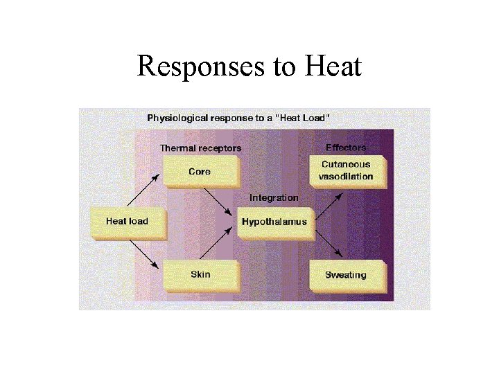 Responses to Heat 