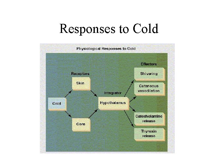 Responses to Cold 