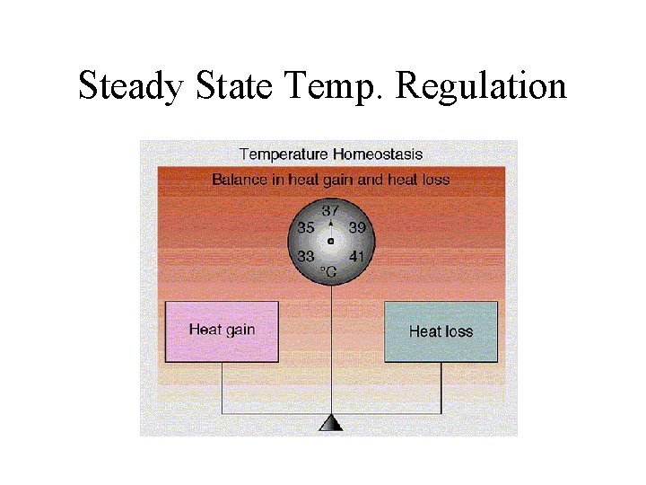 Steady State Temp. Regulation 