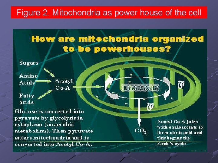 Figure 2. Mitochondria as power house of the cell 