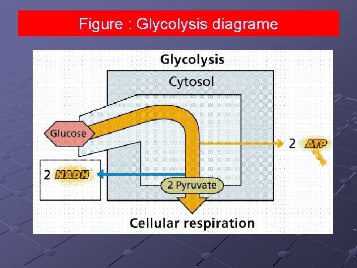 Figure : Glycolysis diagrame 