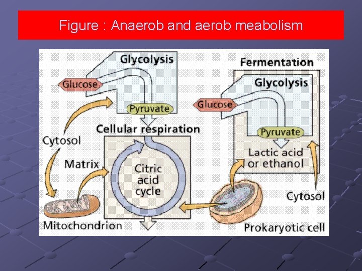 Figure : Anaerob and aerob meabolism 