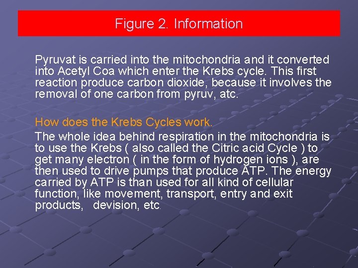 Figure 2. Information Pyruvat is carried into the mitochondria and it converted into Acetyl