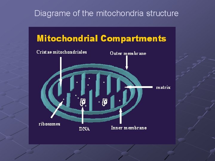 Diagrame of the mitochondria structure 