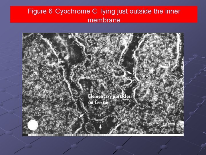Figure 6 Cyochrome C lying just outside the inner membrane 