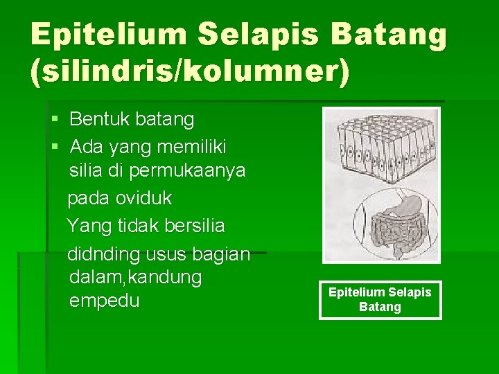 Epitelium Selapis Batang (silindris/kolumner) § Bentuk batang § Ada yang memiliki silia di permukaanya