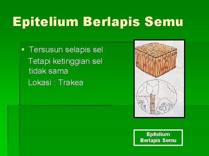 Epitelium Berlapis Semu § Tersusun selapis sel Tetapi ketinggian sel tidak sama Lokasi :