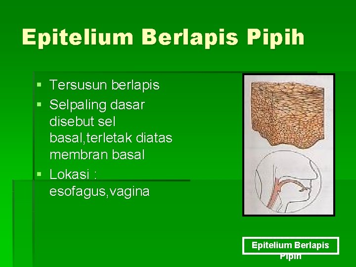 Epitelium Berlapis Pipih § Tersusun berlapis § Selpaling dasar disebut sel basal, terletak diatas