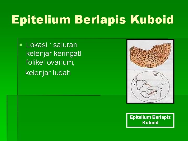 Epitelium Berlapis Kuboid § Lokasi : saluran kelenjar keringatl folikel ovarium, kelenjar ludah Epitelium