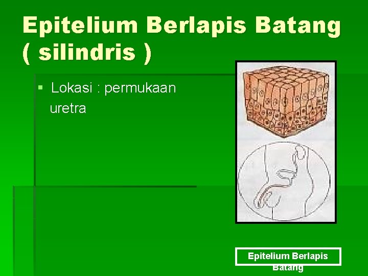 Epitelium Berlapis Batang ( silindris ) § Lokasi : permukaan uretra Epitelium Berlapis Batang