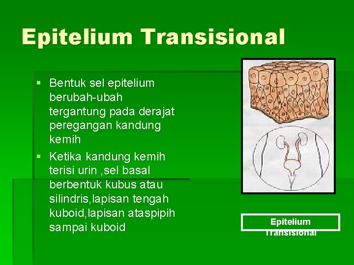 Epitelium Transisional § Bentuk sel epitelium berubah-ubah tergantung pada derajat peregangan kandung kemih §