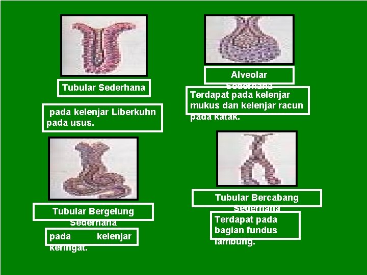 Tubular Sederhana pada kelenjar Liberkuhn pada usus. Tubular Bergelung Sederhana pada kelenjar keringat. Alveolar