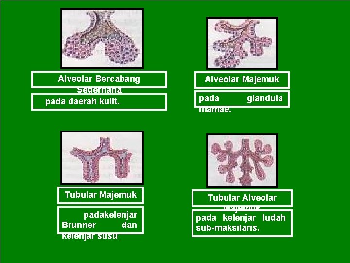 Alveolar Bercabang Sederhana pada daerah kulit. Tubular Majemuk padakelenjar Brunner dan kelenjar susu Alveolar