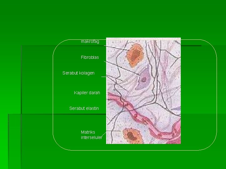 makrofag Fibroblas Serabut kolagen Kapiler darah Serabut elastin Matriks interseluler 