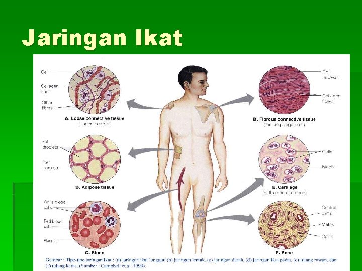 Jaringan Ikat 