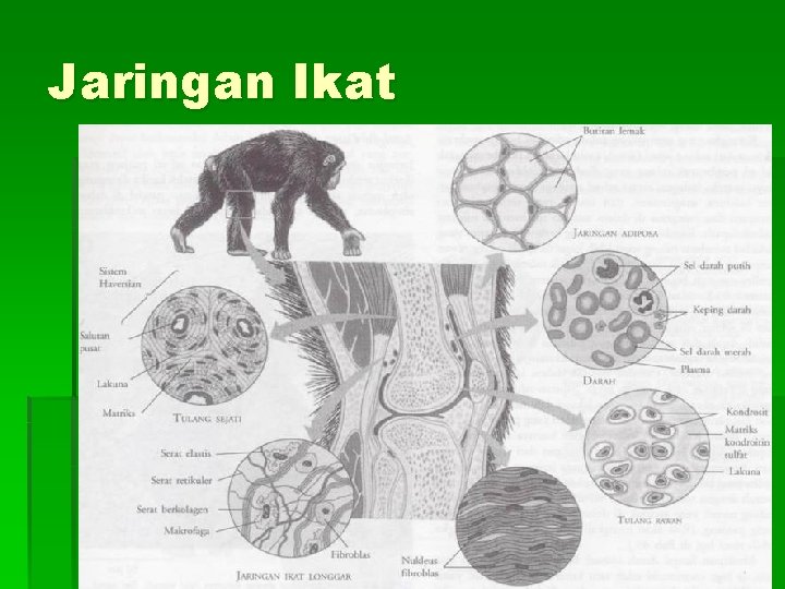 Jaringan Ikat 