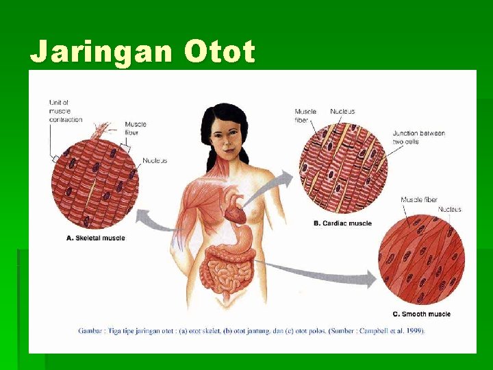 Jaringan Otot 