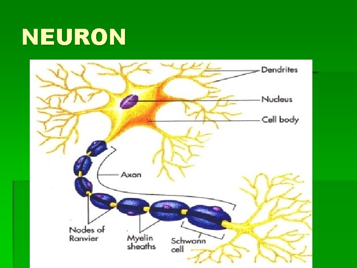 NEURON 