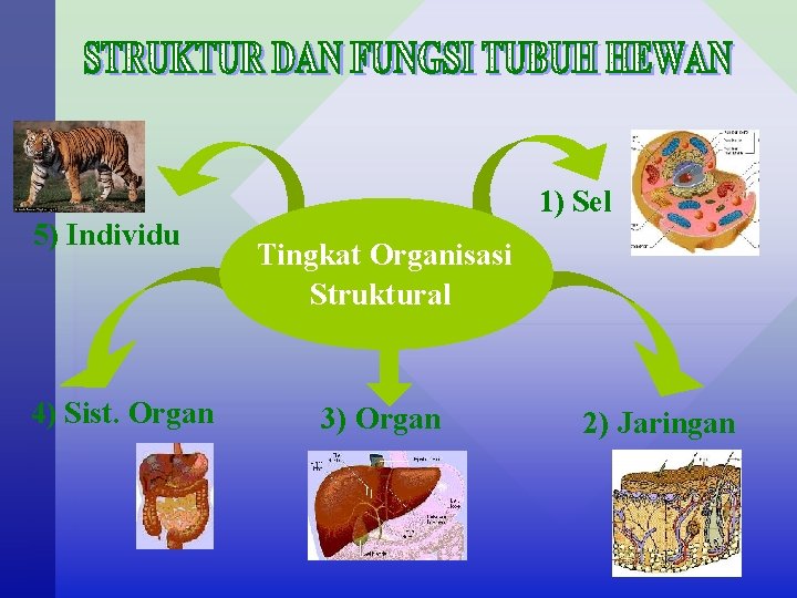 5) Individu 4) Sist. Organ 1) Sel Tingkat Organisasi Struktural 3) Organ 2) Jaringan