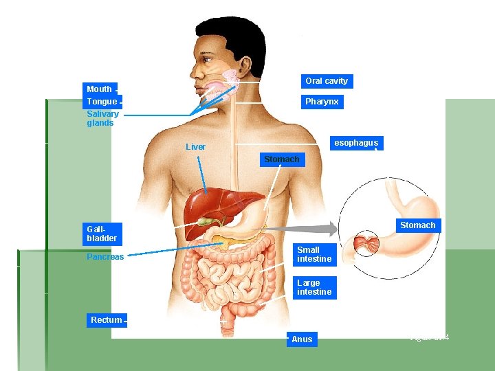 Oral cavity Mouth Tongue Salivary glands Pharynx esophagus Liver Stomach Pyloric sphincter Gallbladder Pancreas