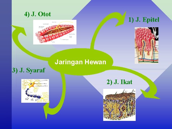 4) J. Otot 1) J. Epitel Jaringan Hewan 3) J. Syaraf 2) J. Ikat
