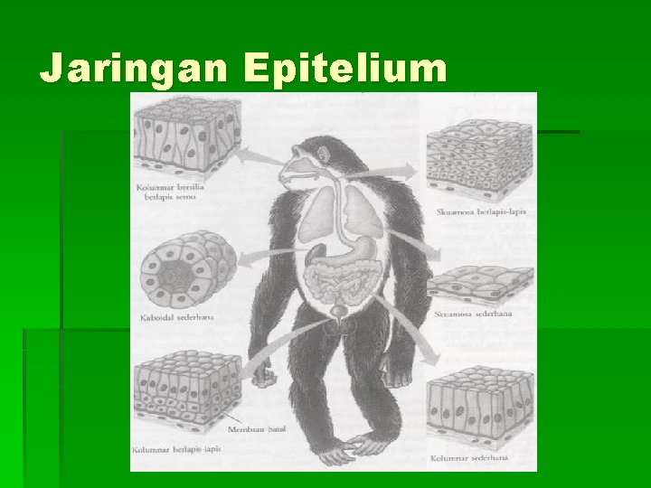 Jaringan Epitelium 