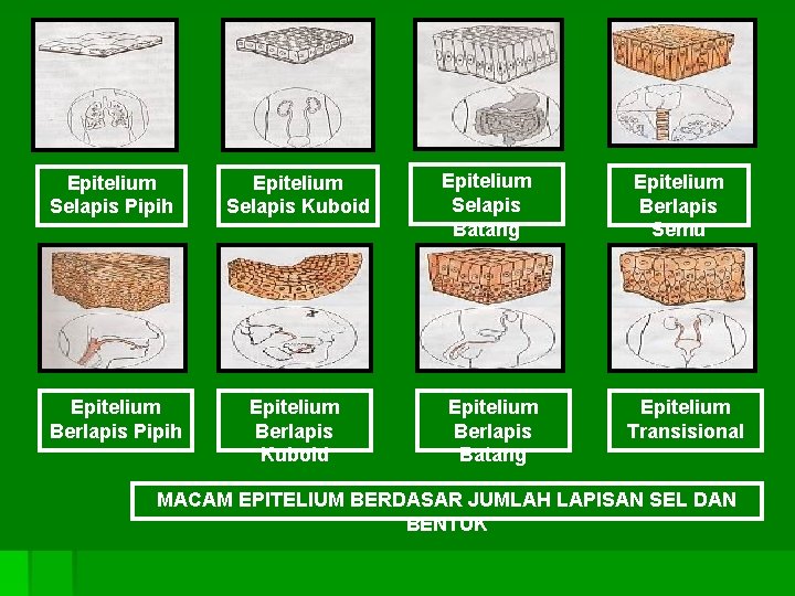 Epitelium Selapis Pipih Epitelium Selapis Kuboid Epitelium Berlapis Pipih Epitelium Berlapis Kuboid Epitelium Selapis