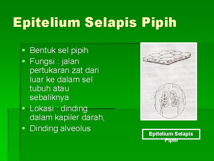 Epitelium Selapis Pipih § Bentuk sel pipih § Fungsi : jalan pertukaran zat dari