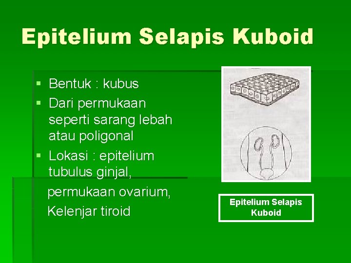 Epitelium Selapis Kuboid § Bentuk : kubus § Dari permukaan seperti sarang lebah atau