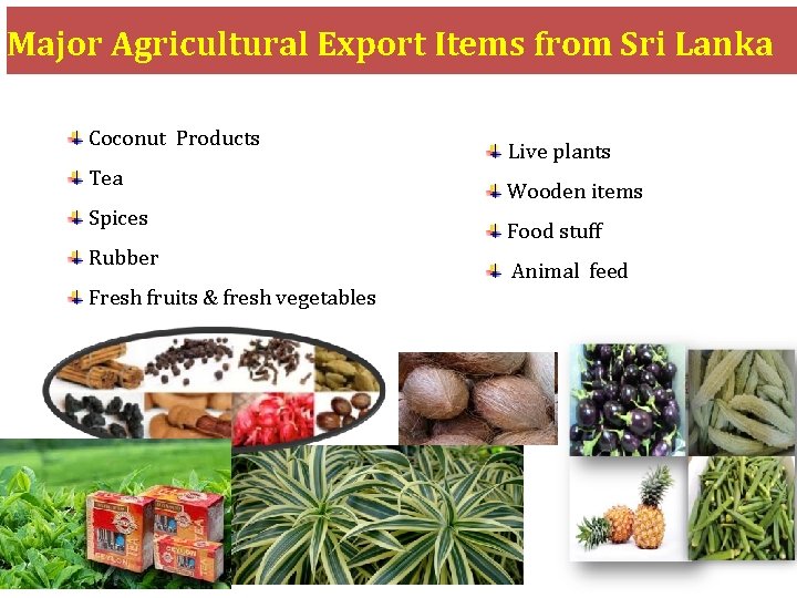 Major Agricultural Export Items from Sri Lanka Coconut Products Live plants Tea Wooden items