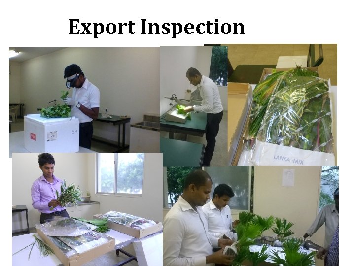 Export Inspection 